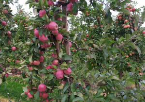Drzewo jabłoni